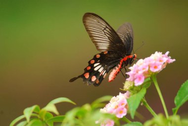 Çiçek, bitki ve hayvan üzerinde kelebek