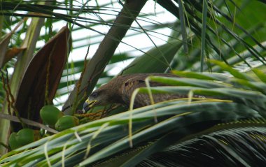 Bir kuşun yakın plan çekimi.