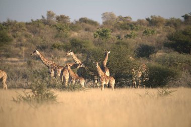 Savanadaki bir grup zürafa.