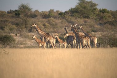 Kruger Ulusal Parkı 'nda zürafa, Güney Afrika
