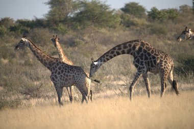 Kenya savanasında zürafa