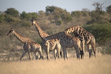 Güney Afrika 'daki Kruger Park' taki zürafa.