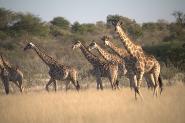 Savanadaki bir grup zürafa.