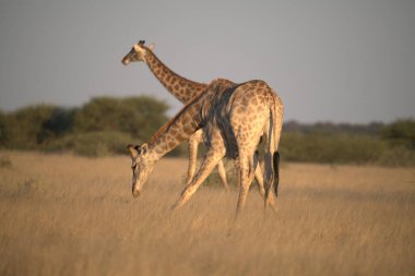 Afrika bozkırlarındaki zürafalar.