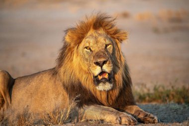 Kenya çölünde bir aslan