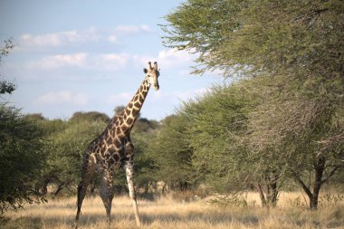 Zürafa Güney Afrika Kruger National Park