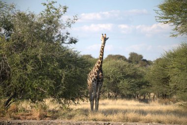 Afrika Ulusal Parkı 'nda zürafa