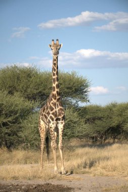 Kenya savanasında zürafa