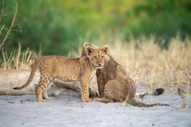 Genç dişi aslan ve aslan yavrusu Güney Afrika 'daki Kruger Milli Parkı' nda birlikte oynuyorlar. Felidae familyasından Specie Leo ailesi Panthera Leo ailesi.