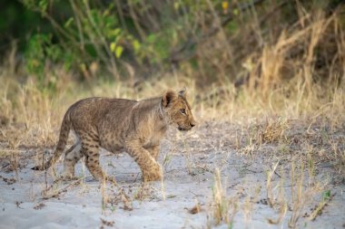 Güney Afrika 'daki Kruger Ulusal Parkı' nda aslan var..