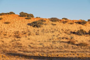 Parlak güneş ışığı altında boş bir çim tarlasının dikey görüntüsü.