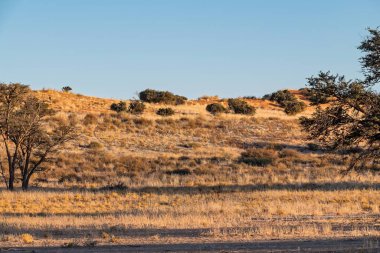 Arka planda ağaç olan güzel bir manzara.