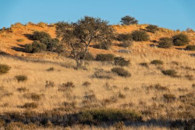 İsrail 'in kuzeyindeki Negev Çölü' nün güzel manzarası