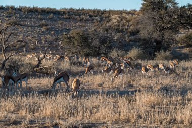 beautiful wild horses in the desert