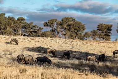 Vahşi at sürüsü çayırda otluyor.