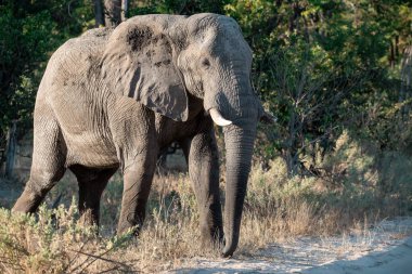 Botswana Ulusal Parkı 'ndaki Afrika fili. Afrika