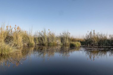Ağaçlarla çevrili bir gölün dikey görüntüsü.