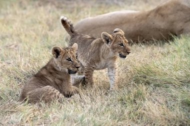 Genç dişi aslan çimlerin üzerinde