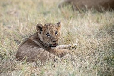 Çimenlerdeki dişi aslan.