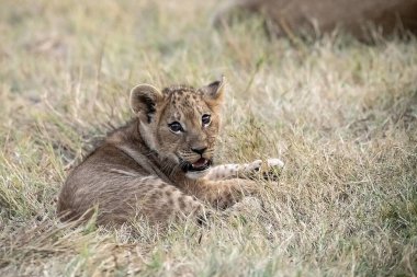 Ulusal parktaki kuru çimlerde oynayan aslan yavrusu.