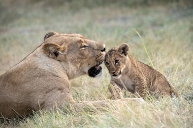 Aslan yavrusu ve dişi aslan, Kenya