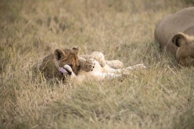 Vahşi bozkırda aslan yavruları, Afrika Hayvanı