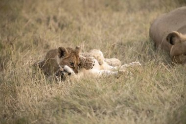 Vahşi bozkırda aslan yavruları, Afrika Hayvanı