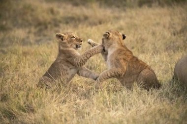 Vahşi bozkırda aslan yavruları, Afrika Hayvanı