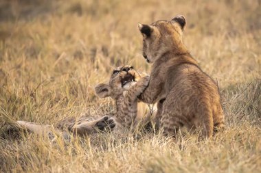 Vahşi bozkırda aslan yavruları, Afrika Hayvanı