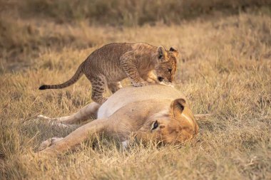 Vahşi bozkırda aslan yavruları, Afrika Hayvanı