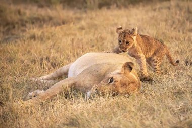 Vahşi bozkırda aslan yavruları, Afrika Hayvanı