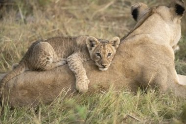 Vahşi bozkırda aslan yavruları, Afrika Hayvanı