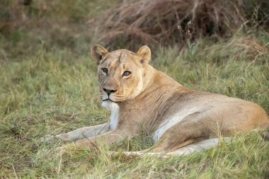 Savanadaki çimlerin üzerinde dinlenen dişi aslan.