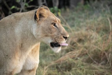 Orta Afrika savanasındaki hayvanat bahçesinde bir erkek aslan (panthera leo)