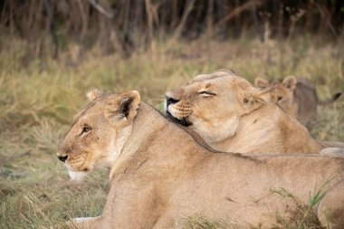 Dişi aslan Kruger National park, Güney Afrika