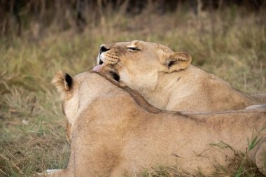 Afrika 'da, otların arasında yavru bir dişi aslan.