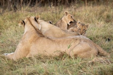 Otların arasında dinlenme aslan yavrusu.