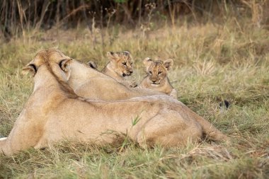 Kenya Ulusal Parkı 'nda aslan ailesi
