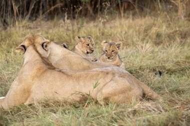 Aslan yavrusu çalılıklarda oynuyor