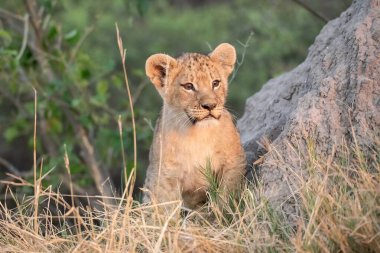 Güney Afrika 'daki Kruger Ulusal Parkı' nda çimenlikteki aslan yavrusu
