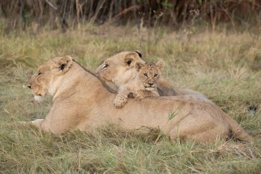 Güney Afrika 'daki Kruger Ulusal Parkı' nda çimenlerde oynayan iki aslan..