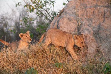 Aslan yavrusu Güney Afrika 'daki Kruger Ulusal Parkı' nda aslan yavrusuyla oynuyor.