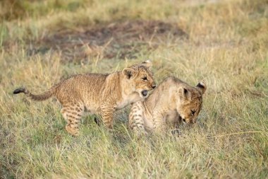 İki aslan çimenlerde oynuyor.