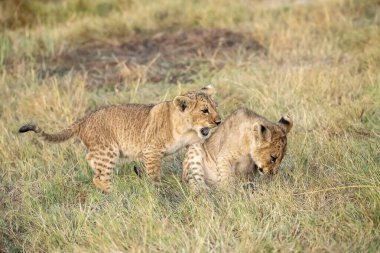 Aslan yavruları yerde oynuyor..