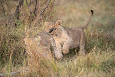 Kenya 'daki Masai Mara Parkı' ndaki çita.