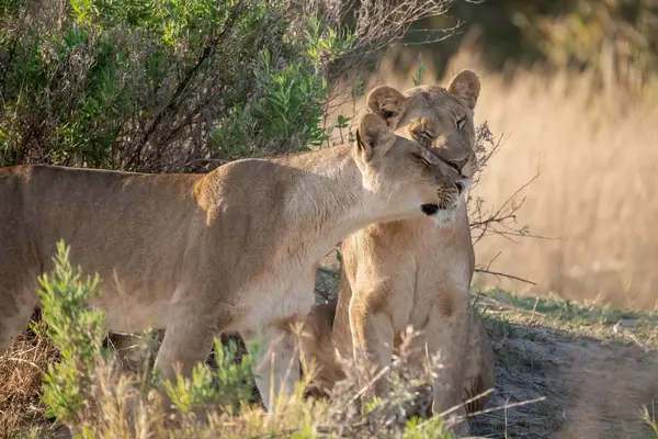 Aslan (panthera leo) Güney Afrika 'daki Kruger Ulusal Parkı' nda.