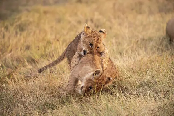 Vahşi bozkırda aslan yavruları, Afrika Hayvanı