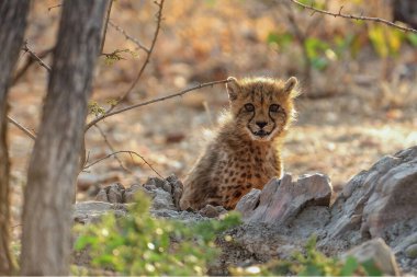 Vahşi bozkırda Cheetha, Afrika Hayvanı
