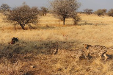 Vahşi bozkırda Cheetha, Afrika Hayvanı