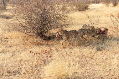 Vahşi bozkırda Cheetha, Afrika Hayvanı